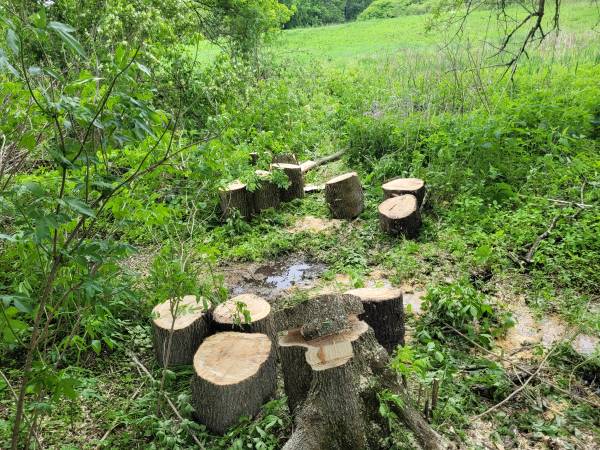 Tree and Shrub Removal