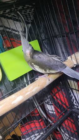 Baby Cockatiels