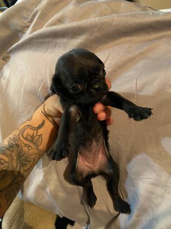 Pug puppies for sale black, fawn and brindle