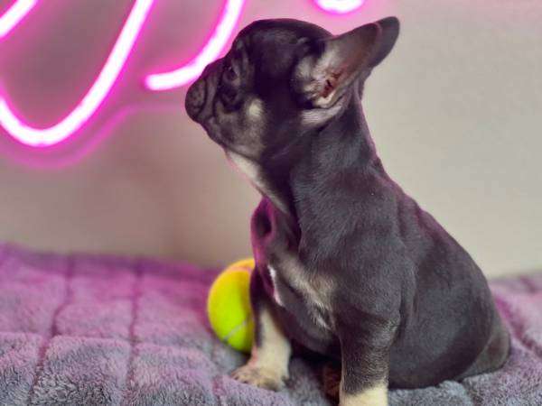 frenchie puppy!