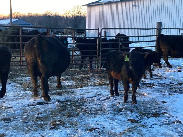 3 Cow calf pairs