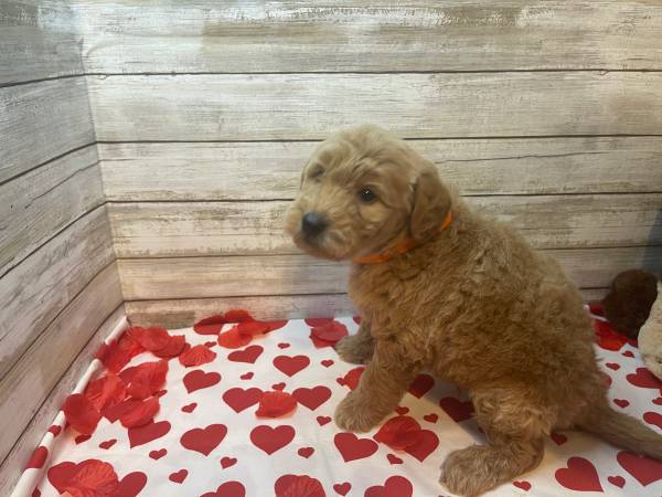 Mini Goldendoodle puppies