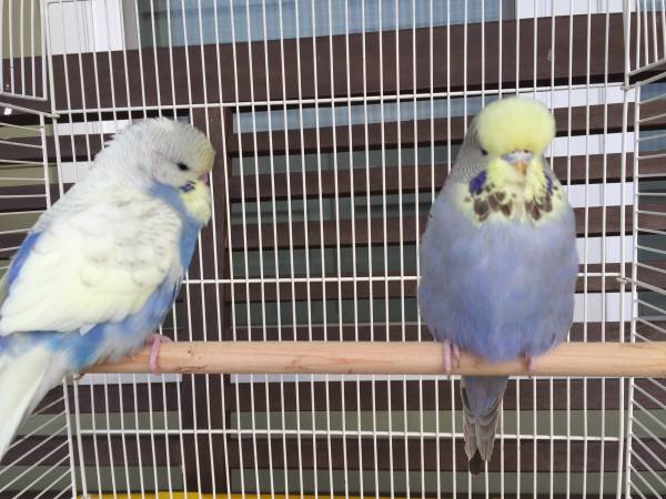 Fancy Baby English budgie parakeet pair