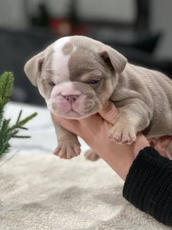 English bulldog pups