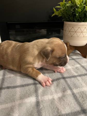 American Bully Puppies need new homes