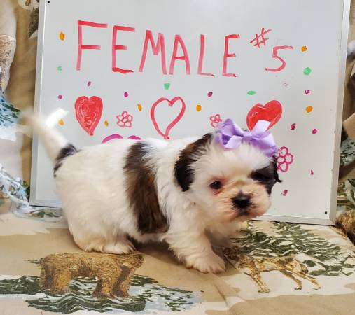 CKC REGISTERED SHIH TZU