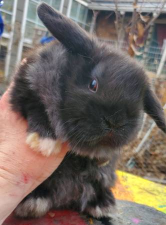 Holland lop bunny rabbits