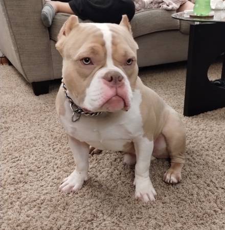 American Bully lilac Male