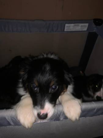 Aussie shep pups