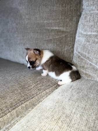 Long hair chihuahua puppy