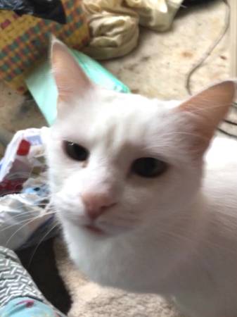 Solid white cat wanted