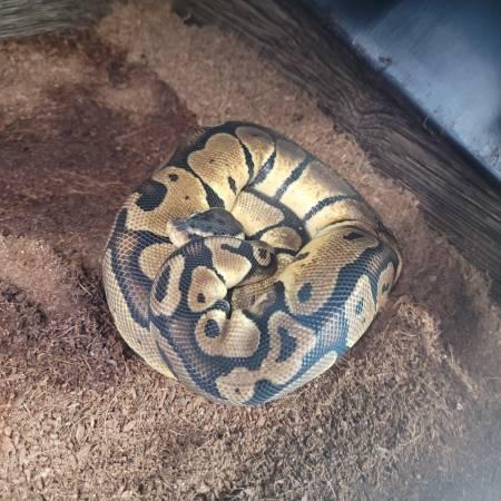 Rehoming Ball Python collection