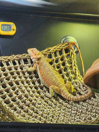 Repti zoo bearded dragon complete setup