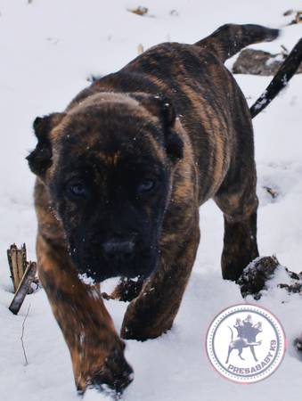 Presa canario pups (Guard Dog)