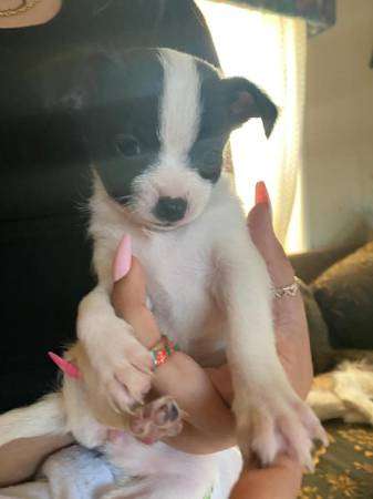 Valentines Chihuahua Puppy