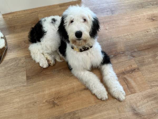 Sheepadoodle Puppy