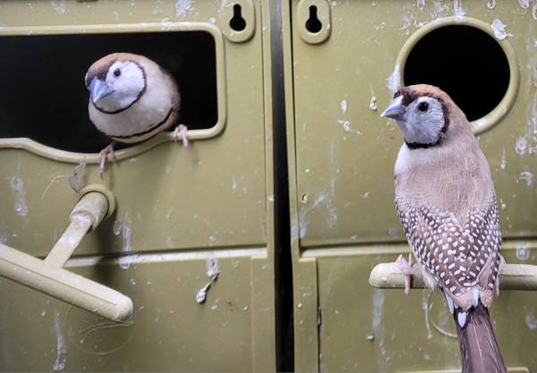 Owl finches