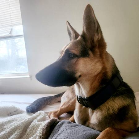 Female German shepherd