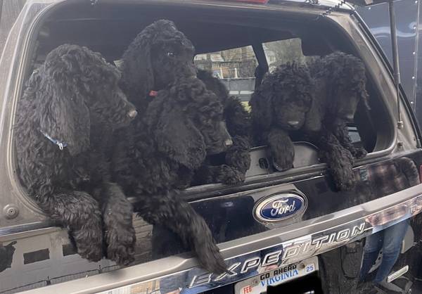 Standard Poodle Puppies -rehoming fee applies