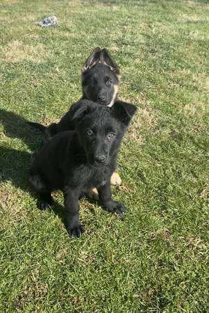 AKC German Shepherd pups