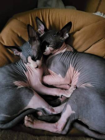 Sphinx kittens