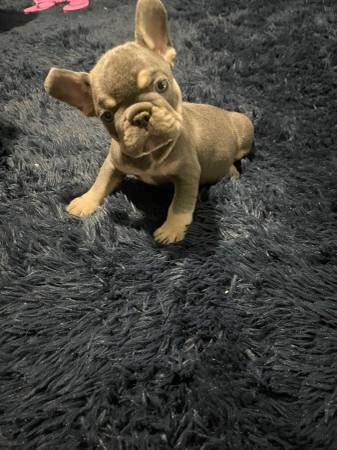 QUALITY FRENCH BULLDOGS