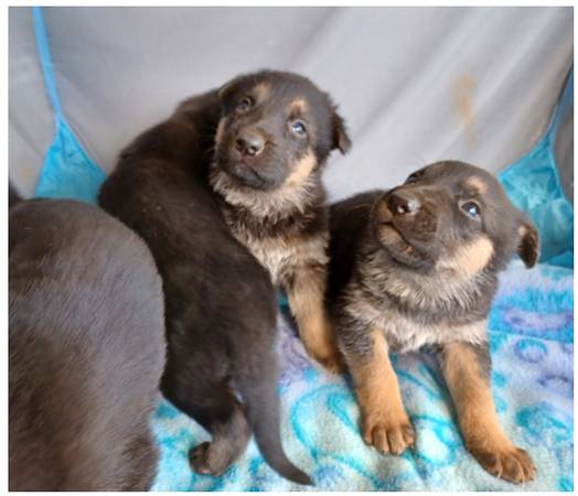 Shepherd/Mastiff Puppies for rehoming