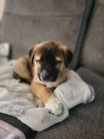 Anatolian shepherd mix puppy