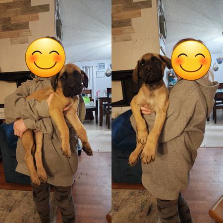 English mastiff puppies