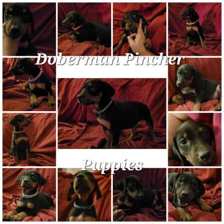 Rehoming Doberman Puppies