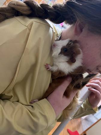 Baby guinea pigs