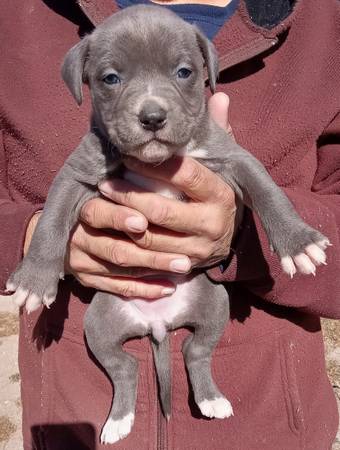 Pitbull/XL bully puppies