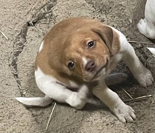 Jack Russell puppies