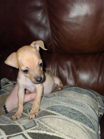 Rehoming 8 week old Chihuahua