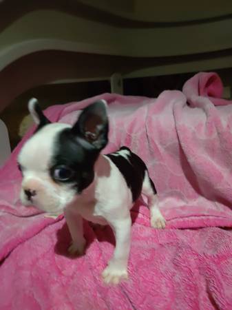 BostonTerrier puppies