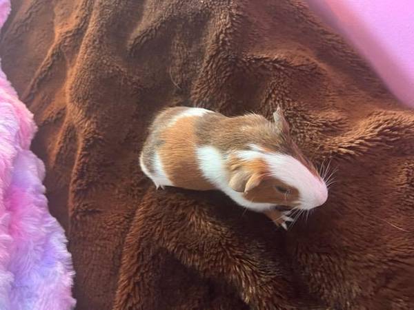 Baby guinea pigs