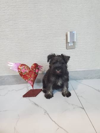 Adorable miniature schnauzers