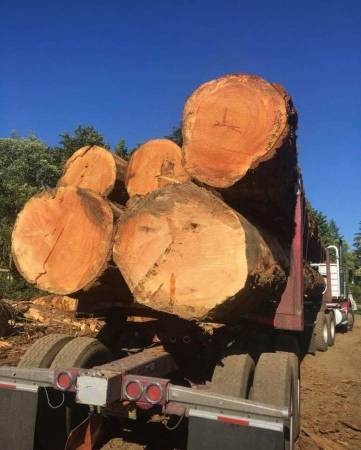 Tree Service and Logging with FREE ESTIMATES