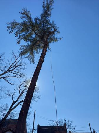 TREE SERVICE,TREE TRIMMING TREE REMOVAL ROANOKEVA