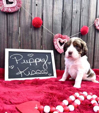 English Springer spaniels