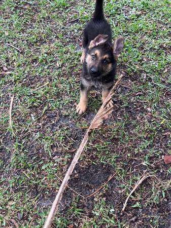 9wk male German shepherd