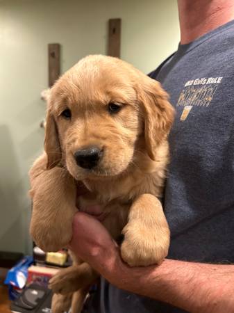 Golden retriever pup