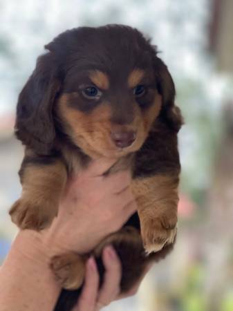 AKC Longhaired Mini Dachshund Puppies