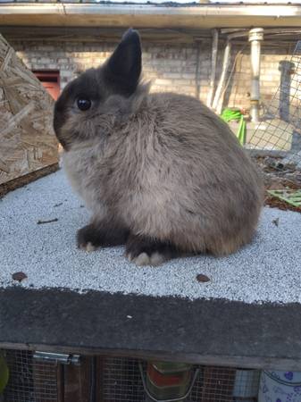 Netherland Dwarf Rabbits for Rehoming $60