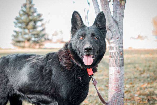 German shepherd