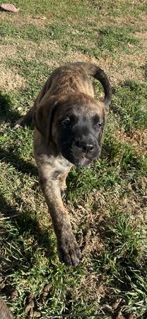 English Mastiff