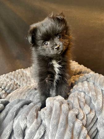 Purebred Pomeranian puppy