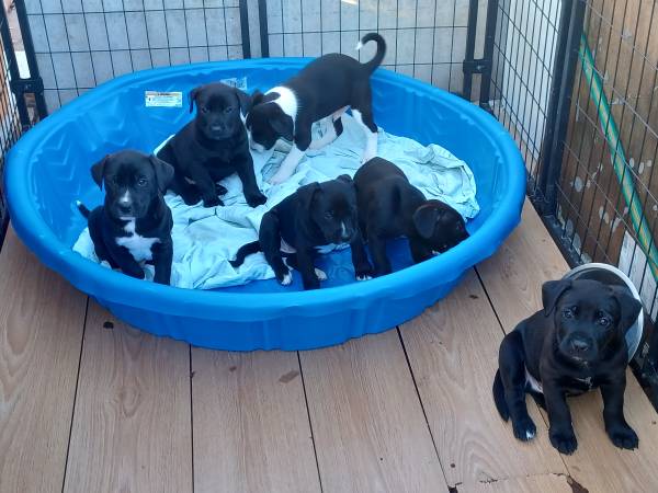 Belgian Malionois/ Pit Puppies