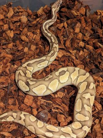 Ball python