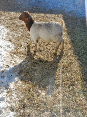 Commercial Boer Goat Doelings